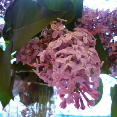 22-05-07: Lilacs