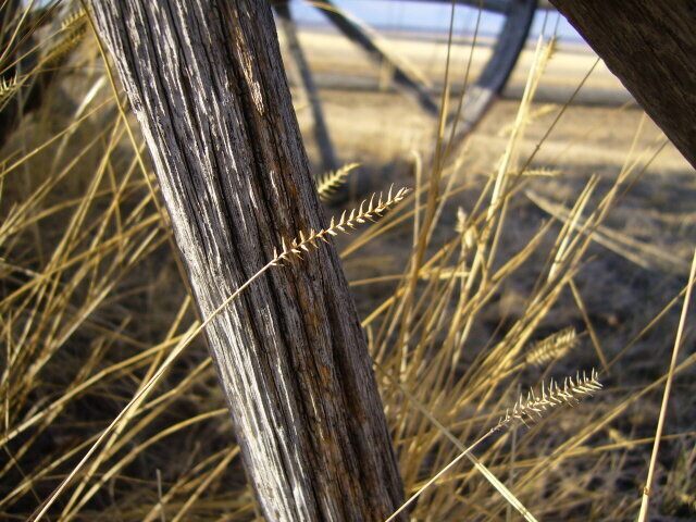 Grass stem and wheel spoke