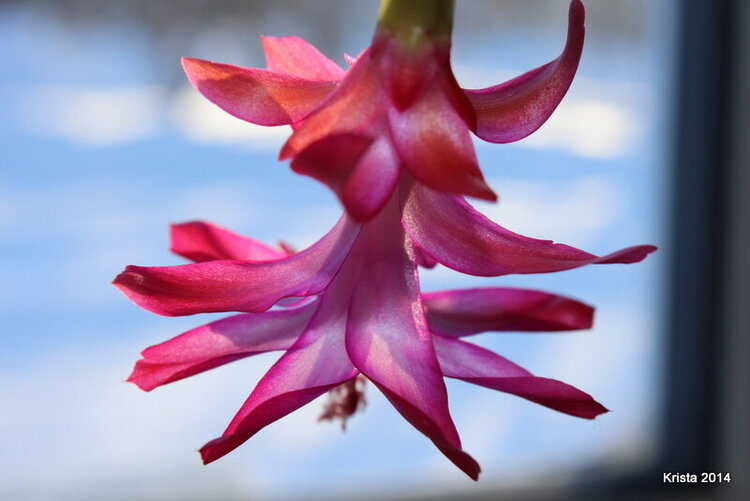 POD #3 Christmas Cactus