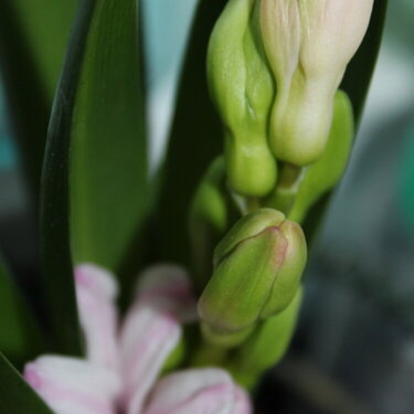 POD #1 Hyacinth