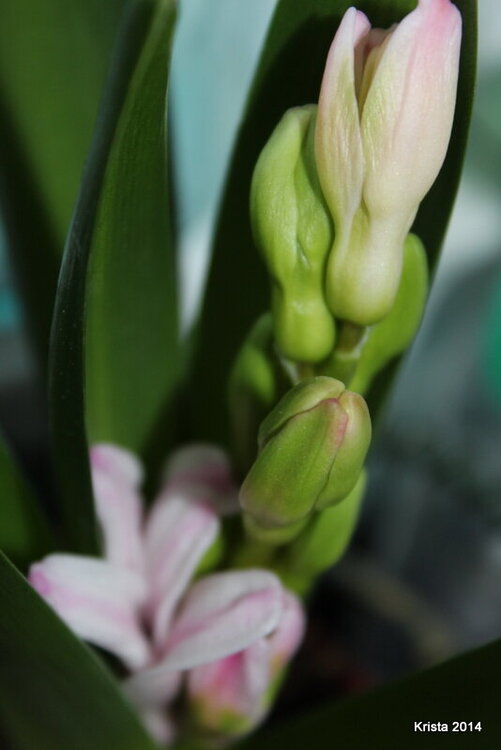 POD #1 Hyacinth