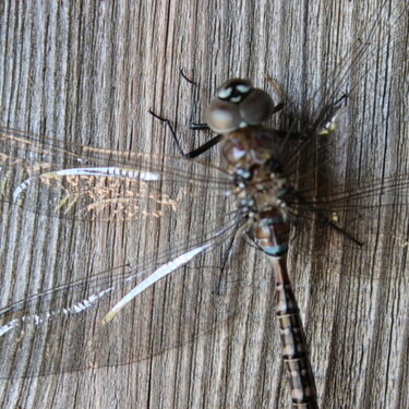POD #1 Dragonfly