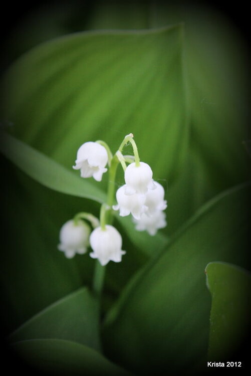 POD #15 - Lily of the Valley