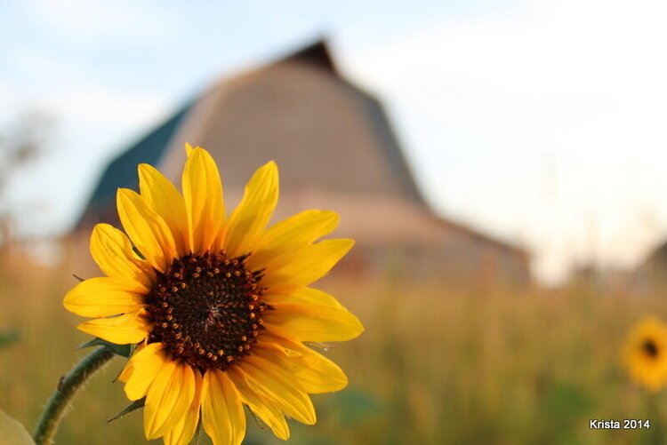 POD #2 - Sunflower and Barn