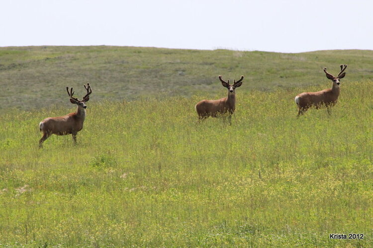 JFF - A trio of Stags