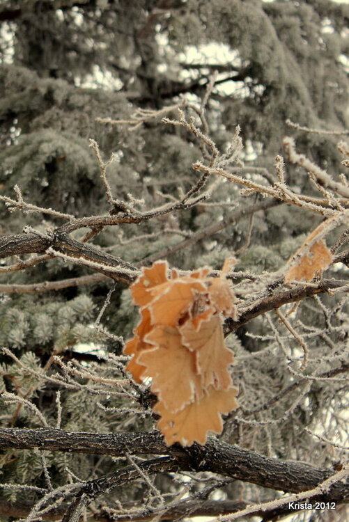 POD 3 - Oak Leaves
