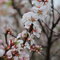 Nanking Cherry Blossoms