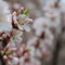 Nanking Cherry Blossoms