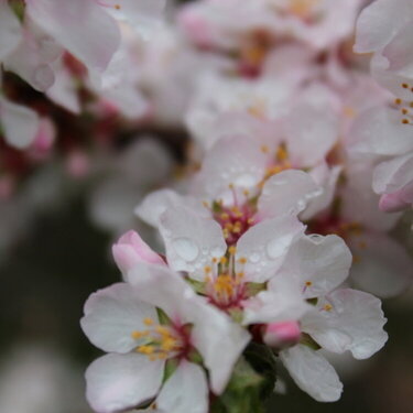 Nanking Cherry Blossoms