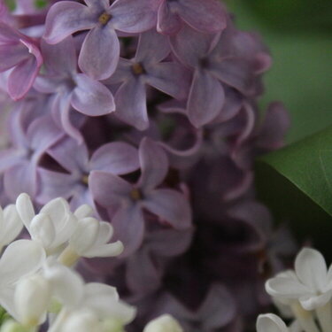POD #3 - Lilacs