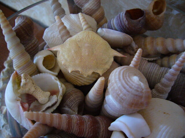 Jan 14 - Close up of the shells