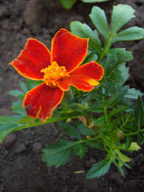 June 11 - Marigold #3