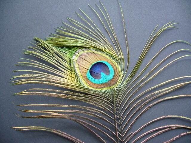 Peacock Feather