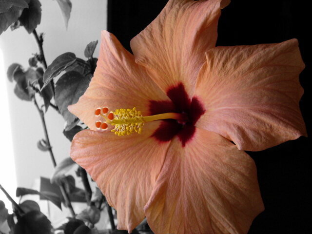 My hibiscus