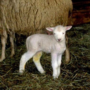 3/11 Day old lamb