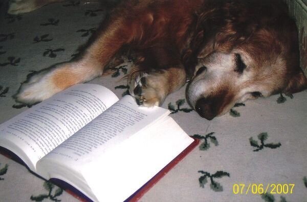 My dog....reading Harry Potter