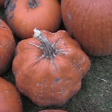 Pumpkins-2006