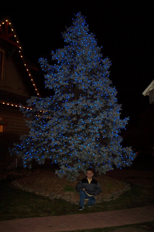 The Beautiful Blue Tree