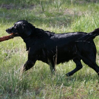 Wet Dog