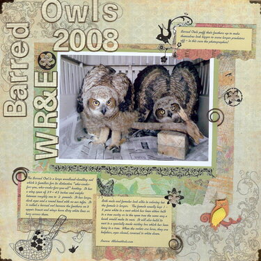 Barred Owls - WR&amp;E 2008
