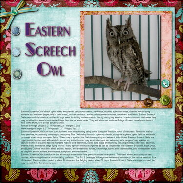 Eastern Screech Owl