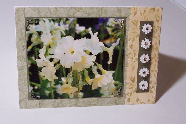 Flower Photo Cards 2