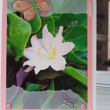 Flower Photo Card 7