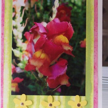 Flower Photo Card 9