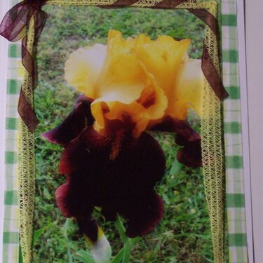 Flower Photo Card 10