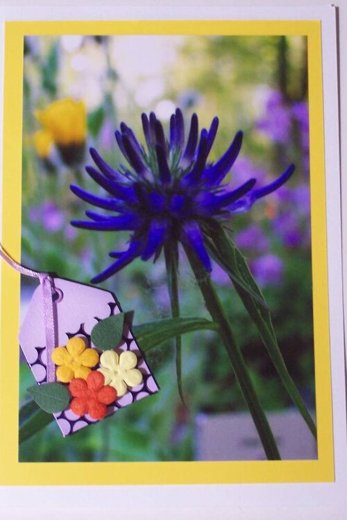 Flower Photo Card 12
