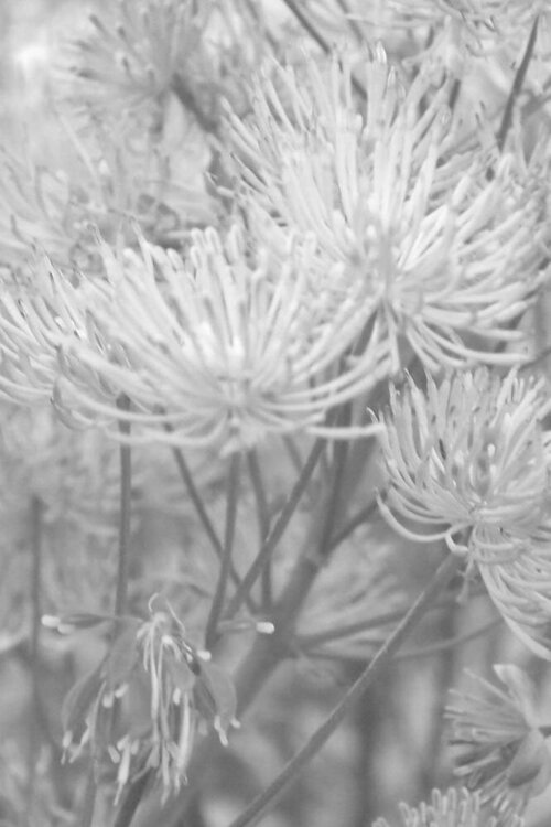 Meadow Rue - Black and White