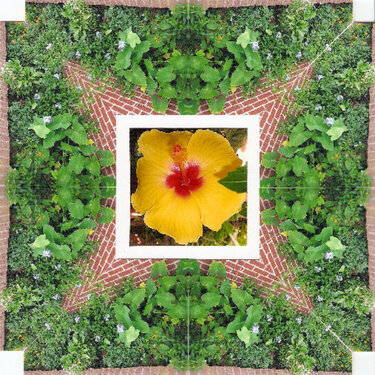 Kaleidoscope Photo Plumbago Garden