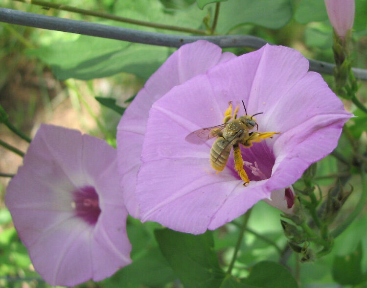 Bumble Bee in Morning Glory Blossom