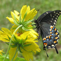 Eastern Black Swallowtail on Sunflower