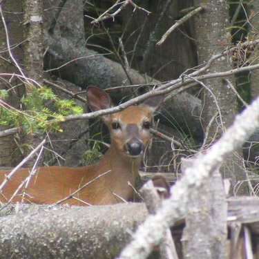 deer on the bois blanc island