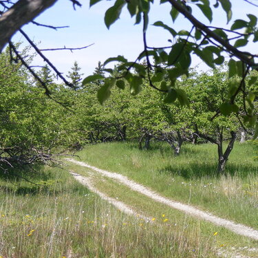 old island apple orchard