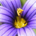 might be blue eyed grass