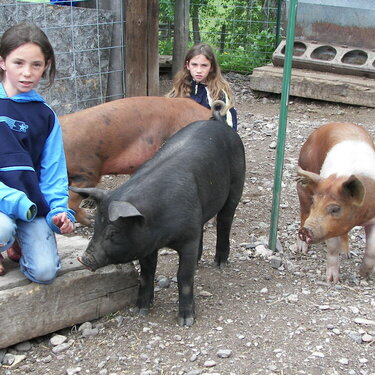 4-H pigs