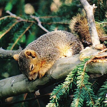 a_squirrel_caught_taking_a_nap