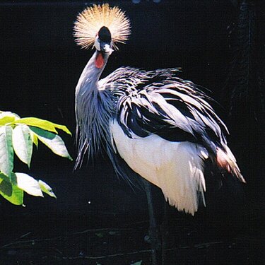 bird_in_hawaiian_zoo