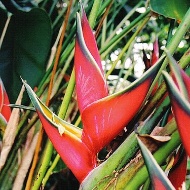 Hawaiian Flora &amp;amp; Fona