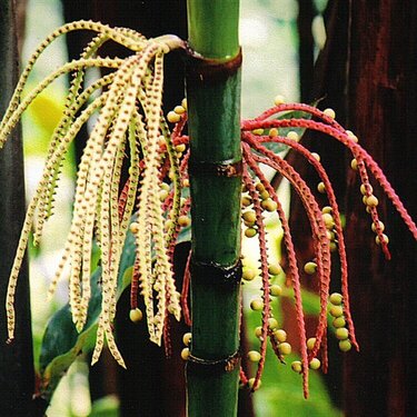 Hawaiian Flora &amp;amp; Fona