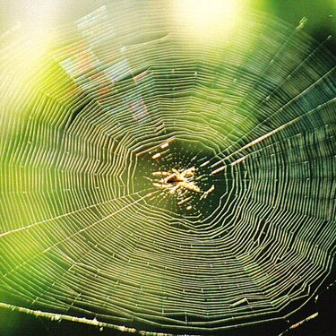 What webs we weave