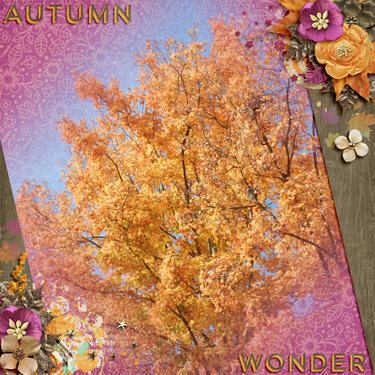 Autumn Wonder