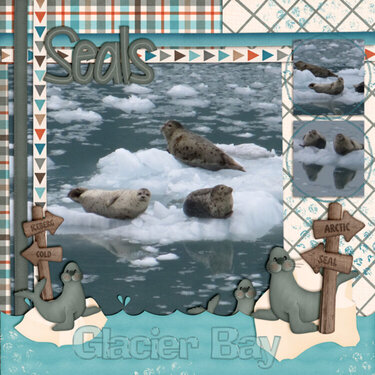Seals in Glacier Bay