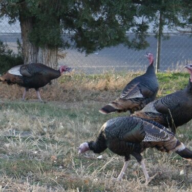 TURKEY VISITORS