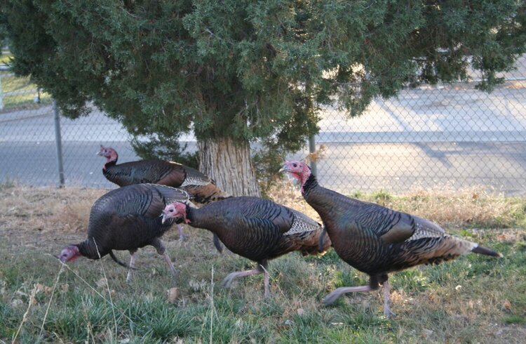 TURKEY VISITORS