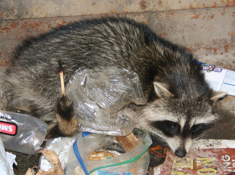 COON TRAPPED IN OUR GARBAGE DUMPSTER