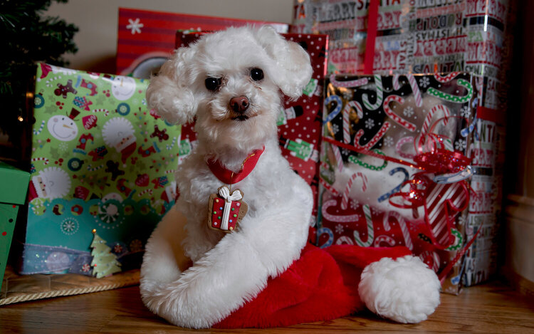 Cobey 2013 Christmas Portrait