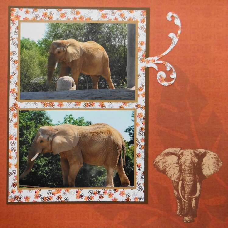 Zoo Elephants - RHP